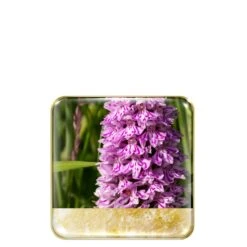 Chantecaille Wild Meadows Eye Quartet 9 Chantecaille Wild Meadows Eye Quartet -Charlotte Tilbury Shop 656509042425 alt1