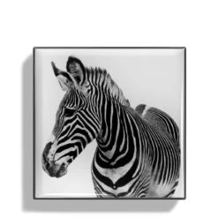 Chantecaille Luminescent Eye Shade -Charlotte Tilbury Shop webp00722001 q zebra alt1